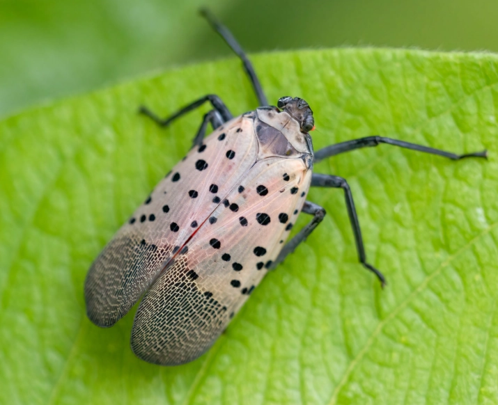black and white spotted beetle