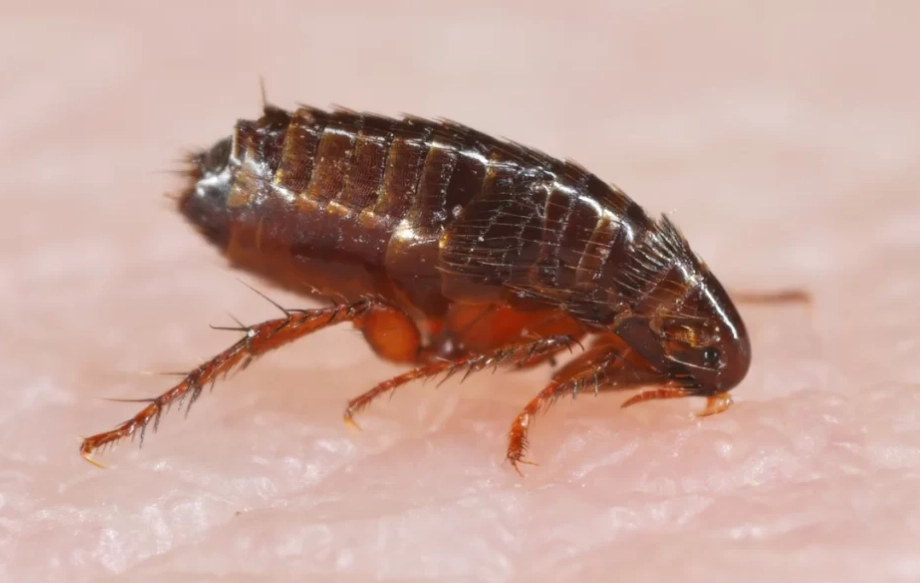 how to treat flea bites how to treat flea bites