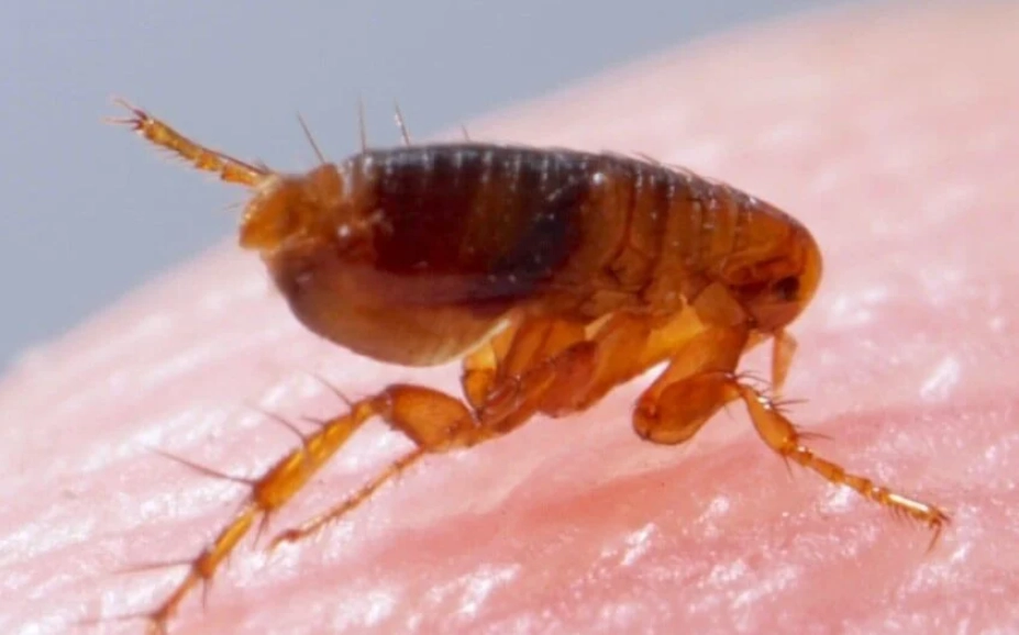 flea bites on humans flea bites on humans