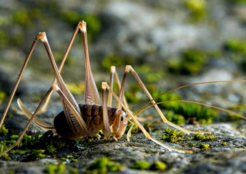 how to get rid of camel back crickets