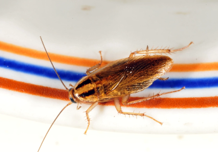 how to get rid of roaches legally