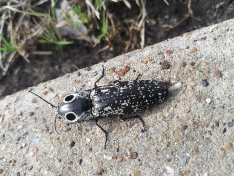 cucumber beetle control