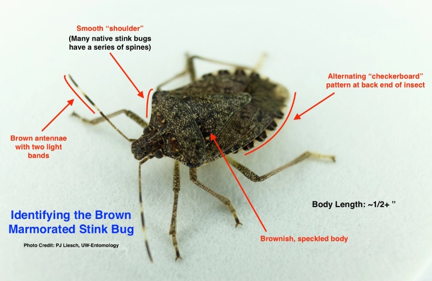common household insects