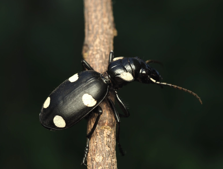 spotted garden pests