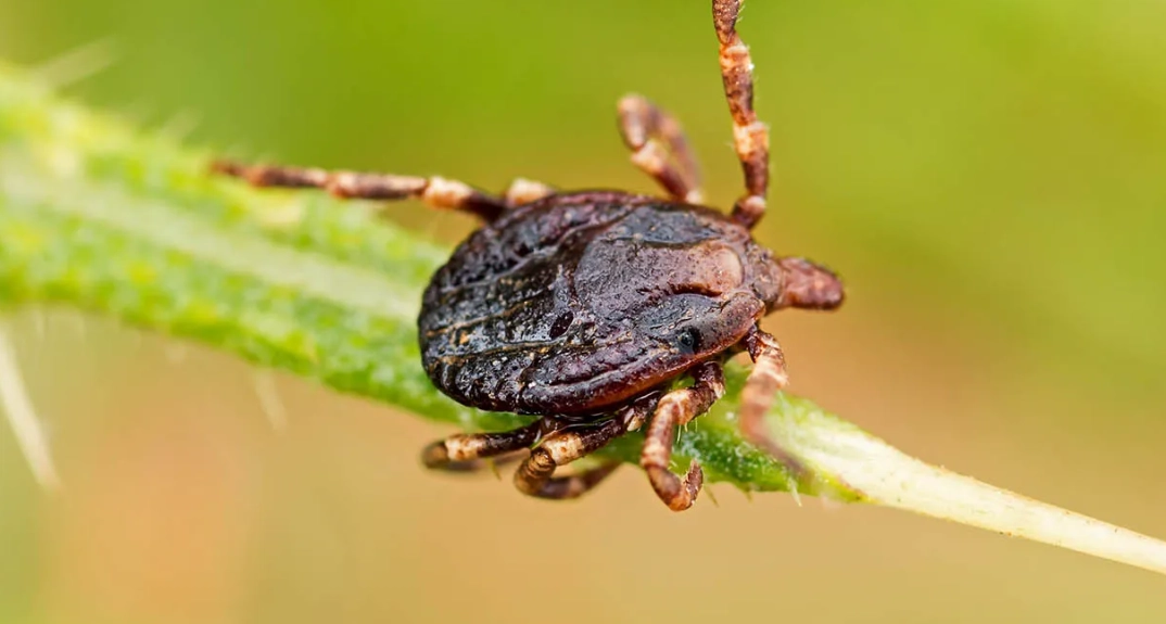ticks vs insects