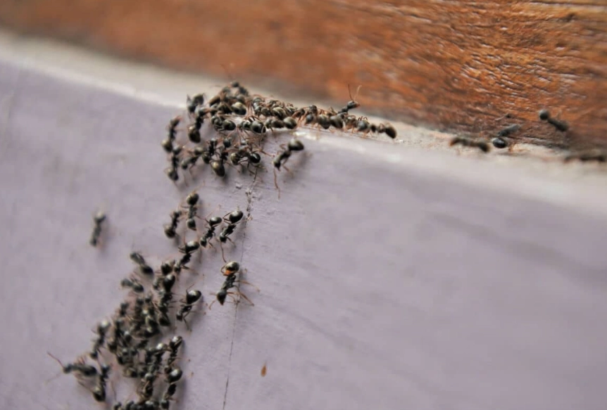 how to get rid of big black ants