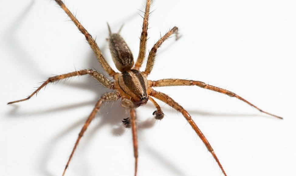 spider bite symptoms