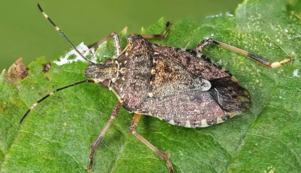 stink bugs stink bugs