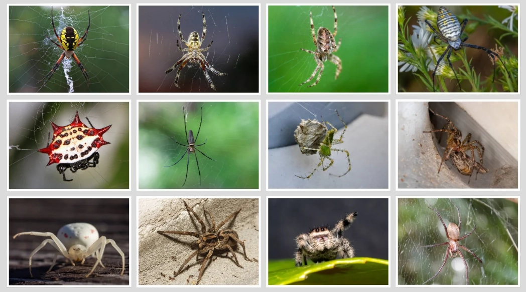 spider identification