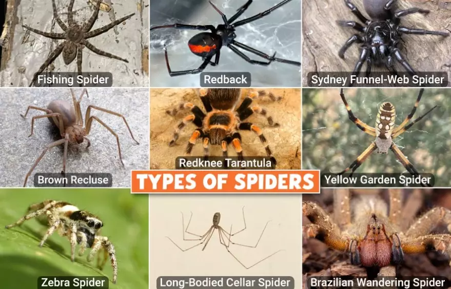 Different Kinds of Spiders: A Guide to Identification and Behavior