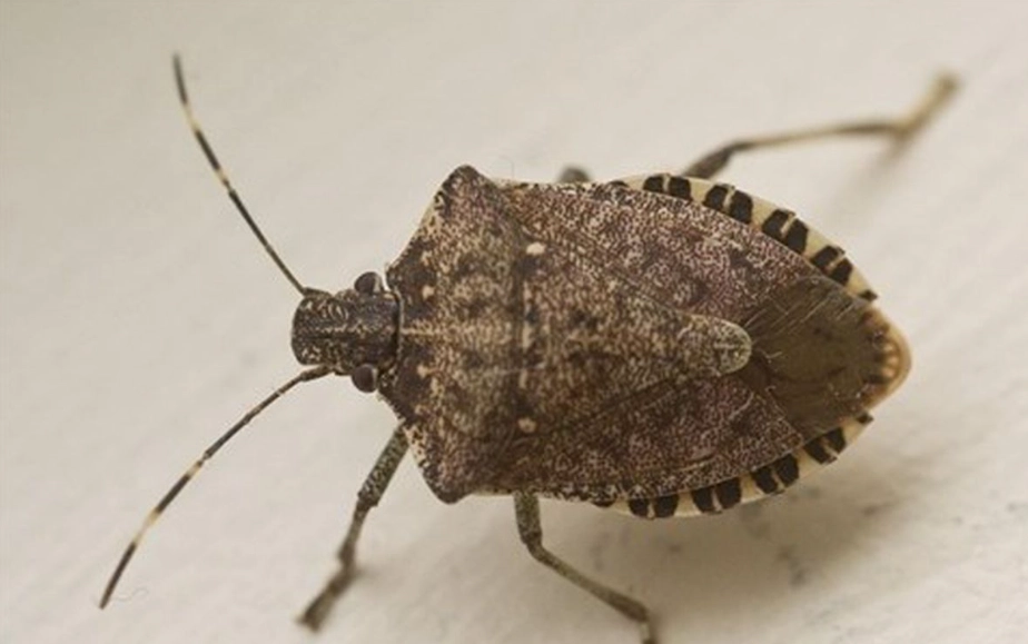 brown marmorated stink bug