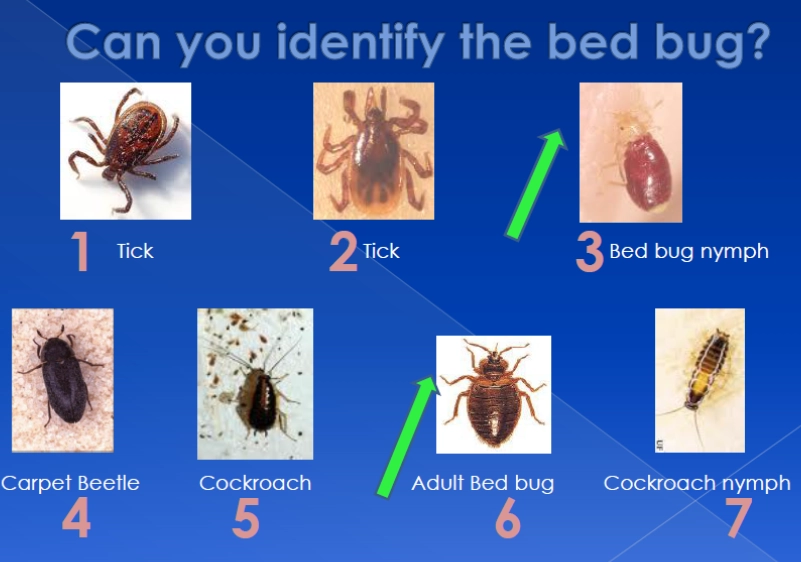 insect identification guide