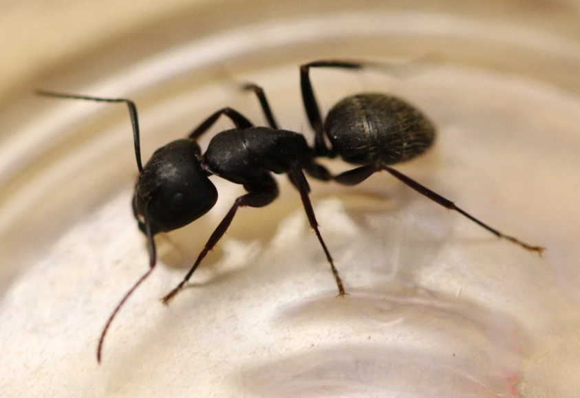 carpenter ants