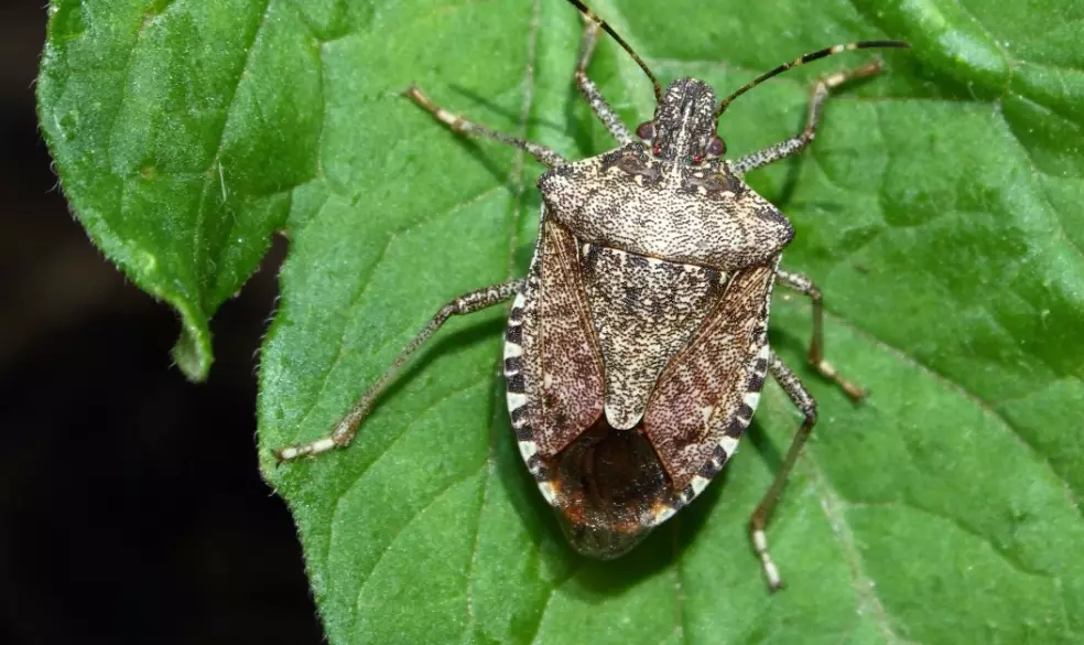 stink bug identification