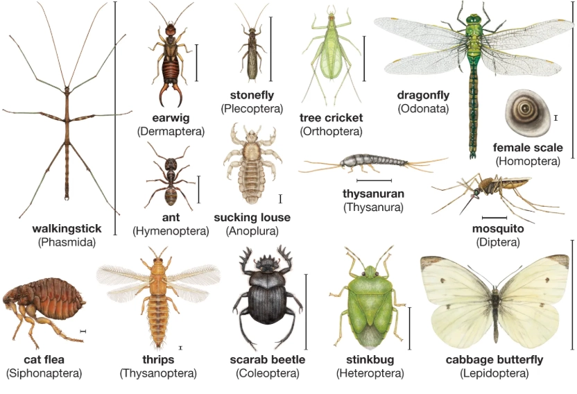 insect identification guide