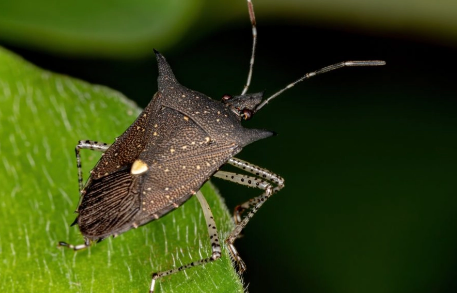 stink bug identification