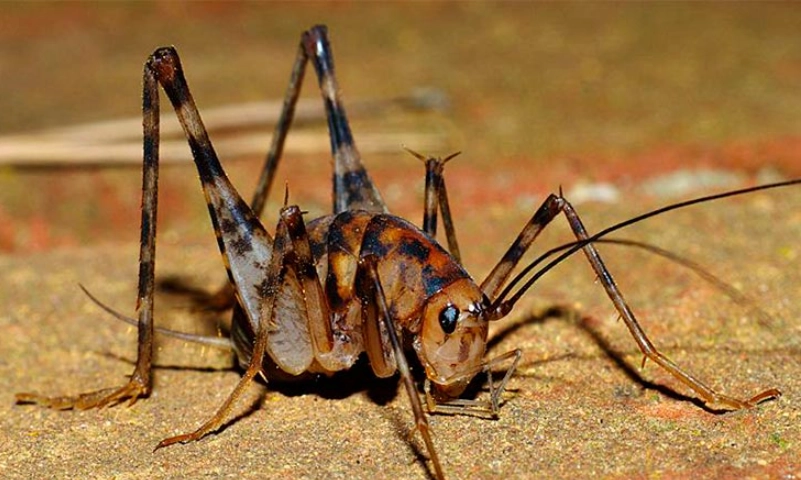 how to get rid of camel back crickets