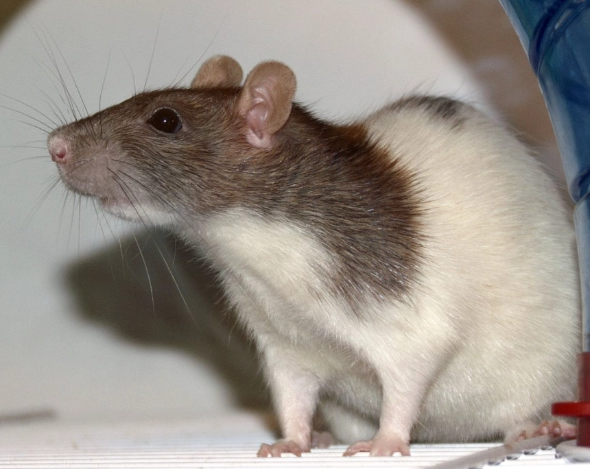 rat species rat species