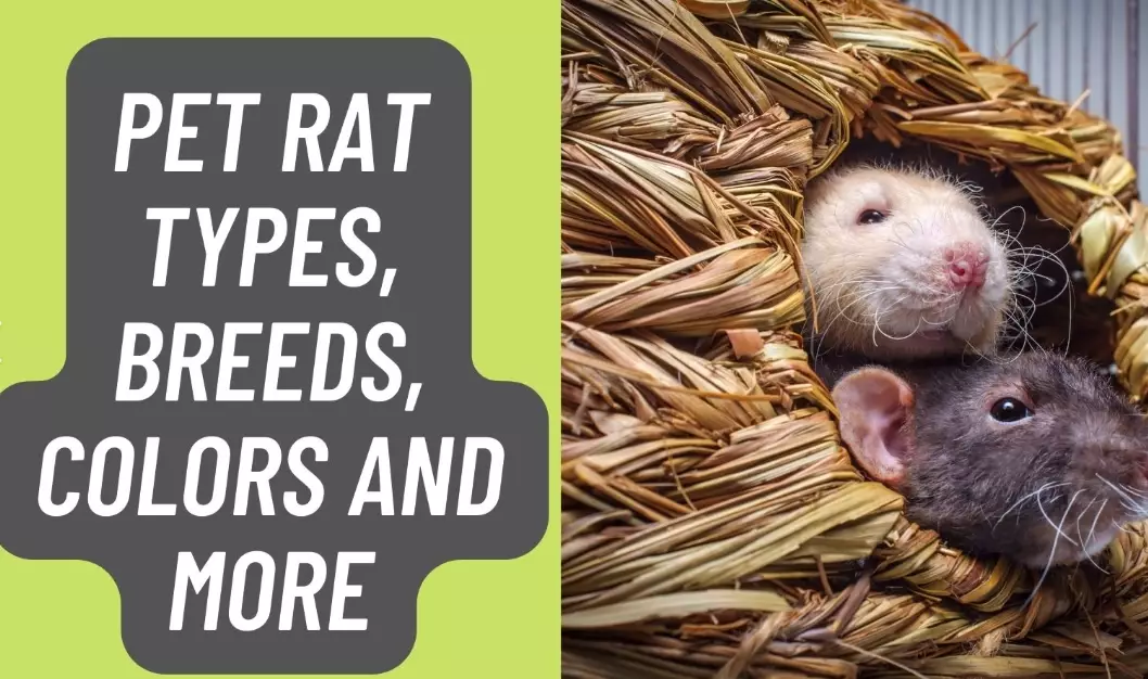 rat species rat species