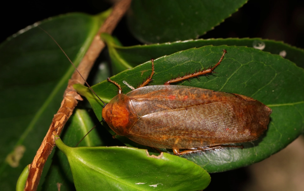 blattidae