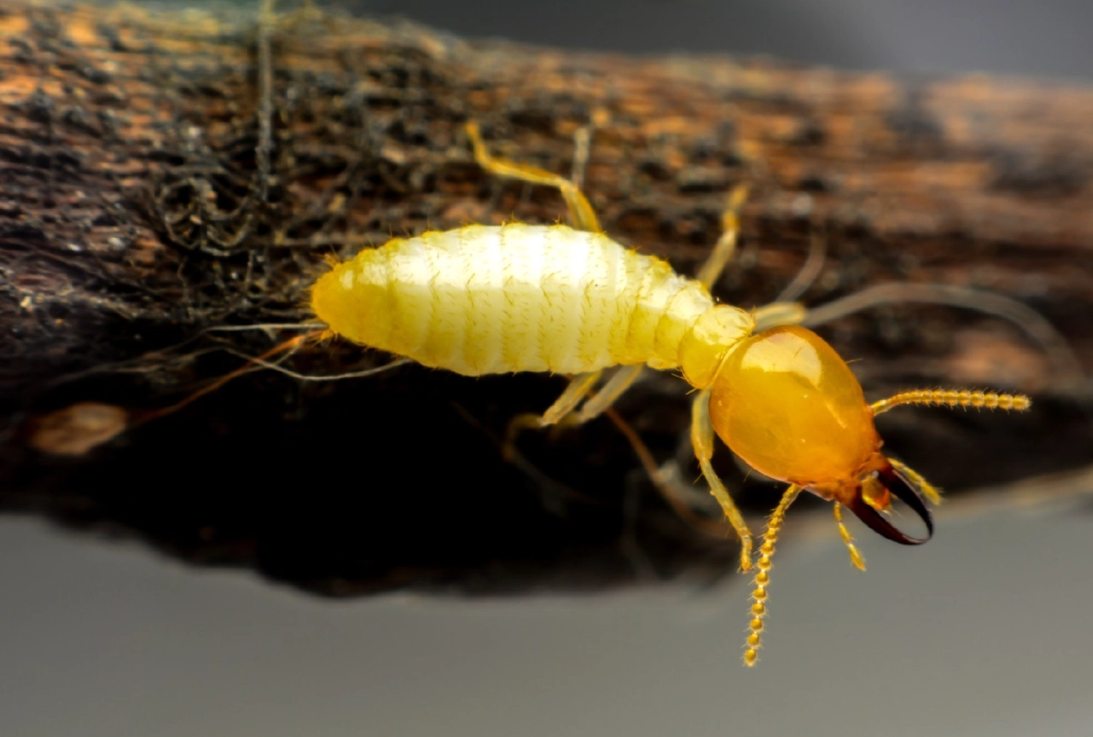 termite identification