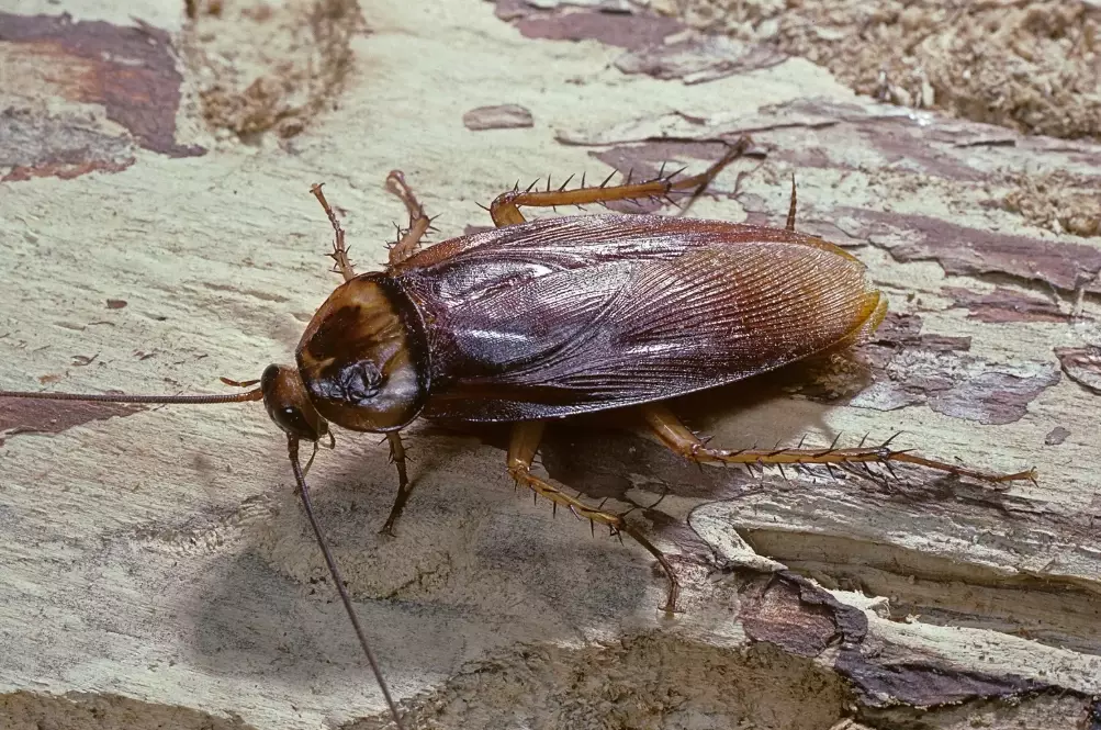 how to get rid of cockroaches