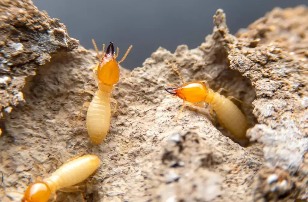 termites vs ants