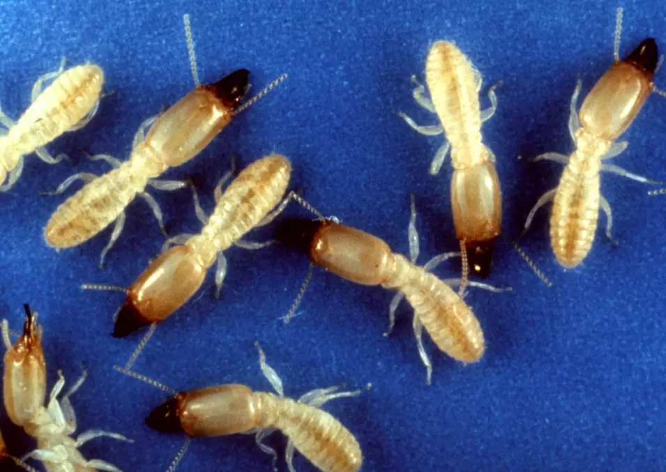 termites vs ants