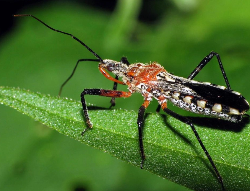 assassin bug vs assassin beetle