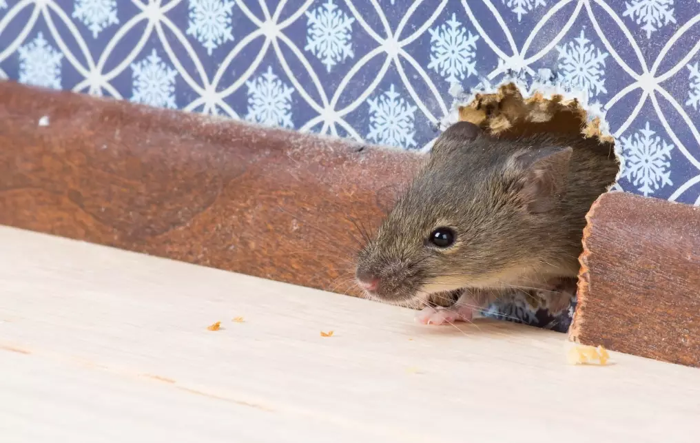 mice infestation