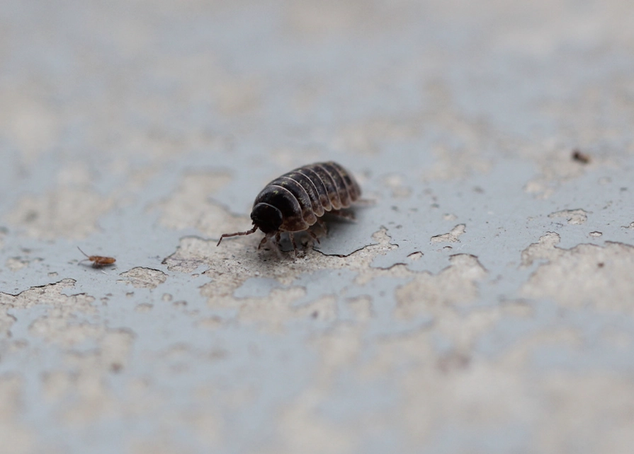 are pill bugs harmful