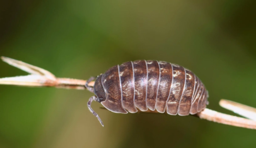 pill bug diet