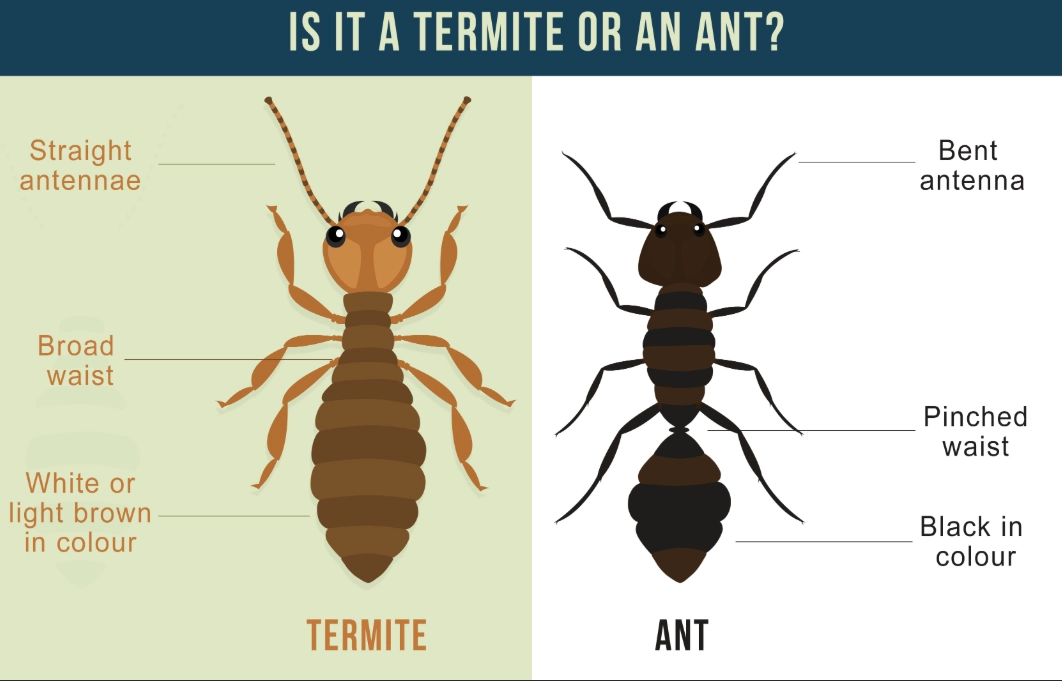 termites look like