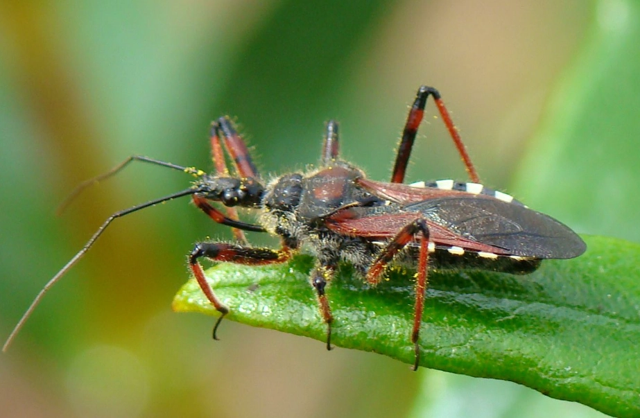 beneficial insects garden beneficial insects garden
