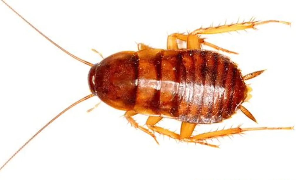 cockroach prevention tips