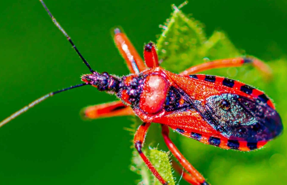 assassin bug vs assassin beetle assassin bug vs assassin beetle