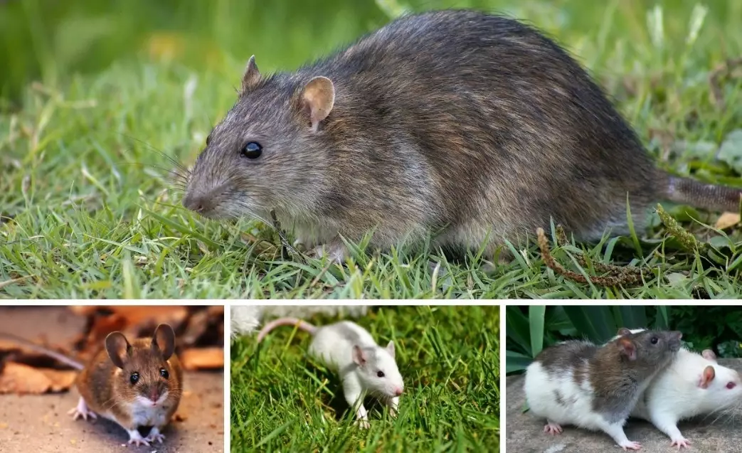 rat identification rat identification