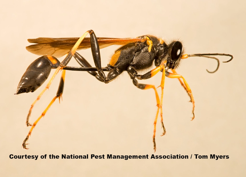 mud diving techniques mud diving techniques