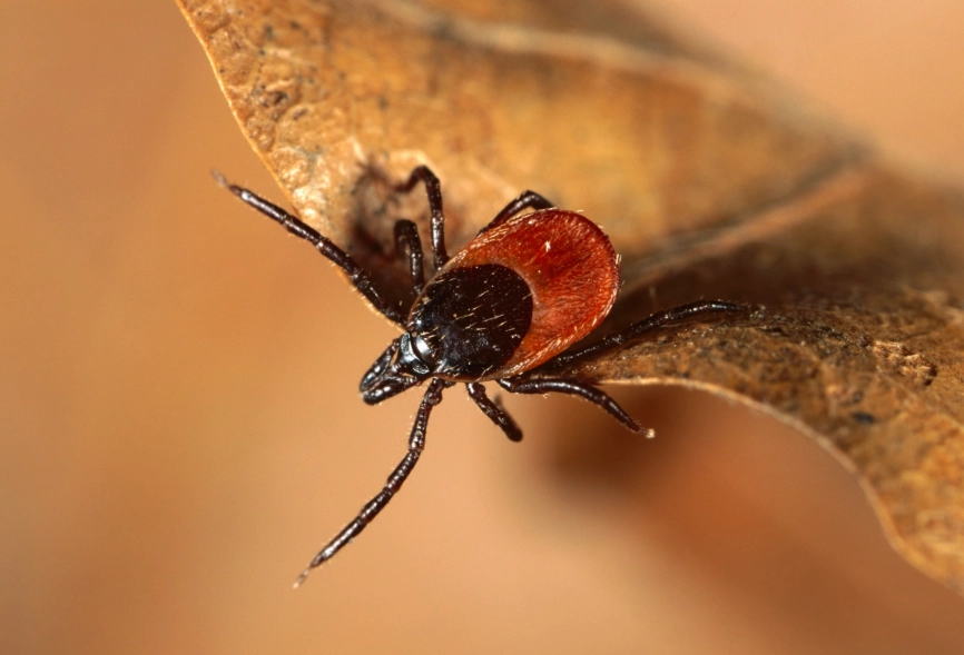 ticks flying myth