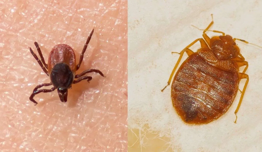 ticks flying myth