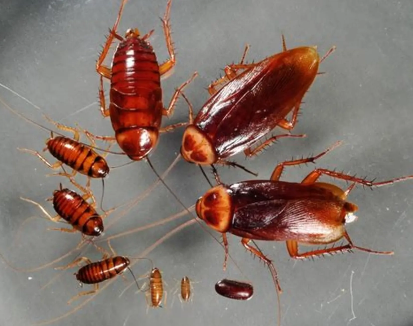 cockroach identification
