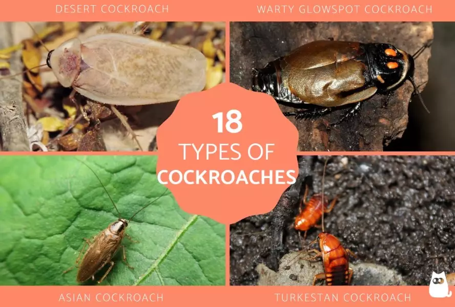 cockroach control methods