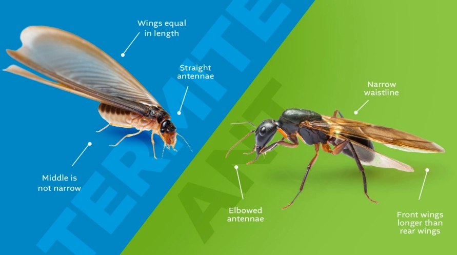 flying ants vs termites flying ants vs termites