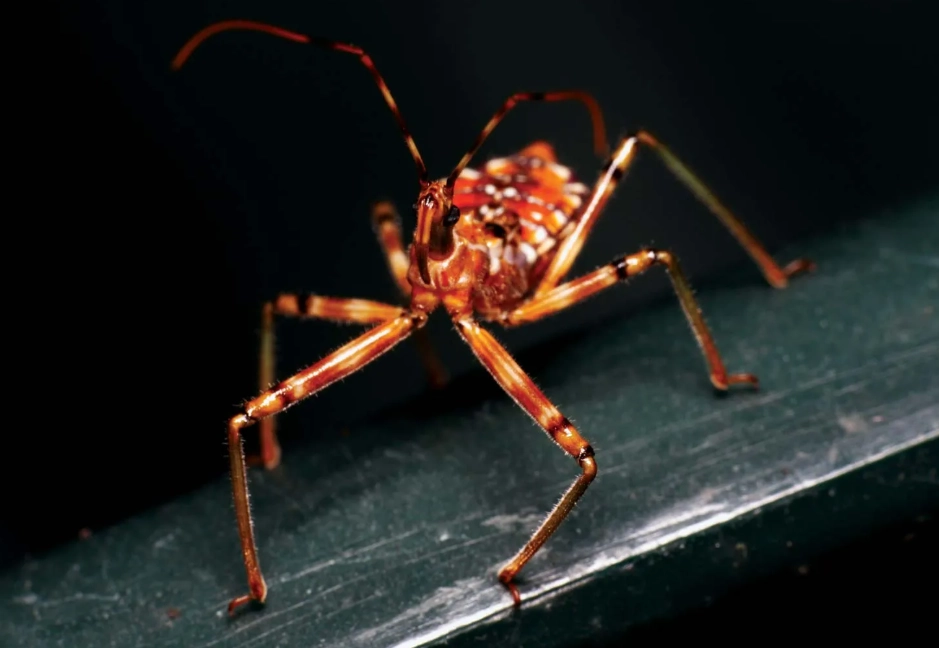 beneficial insects garden beneficial insects garden