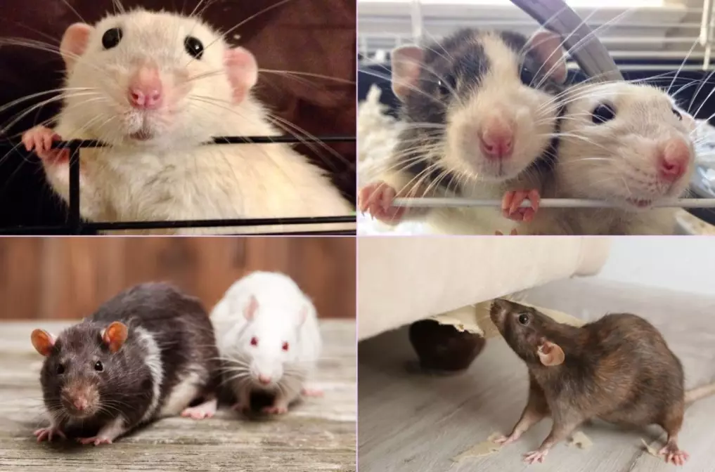 rat species
