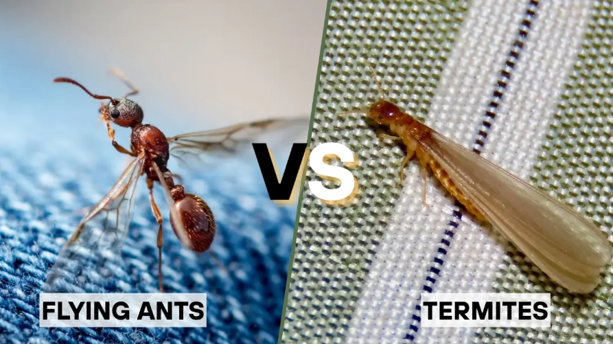 flying ants vs termites flying ants vs termites