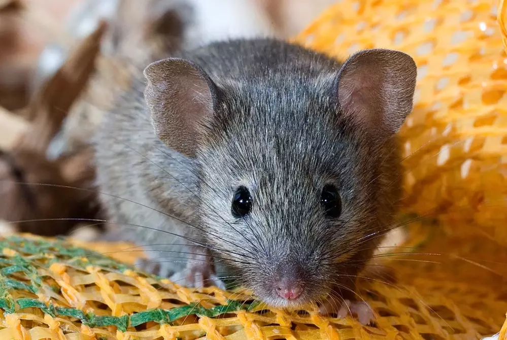 how to get rid of mice in house