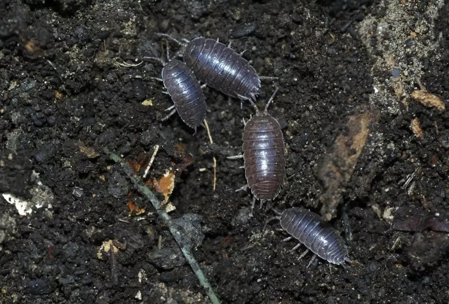 pill bug diet