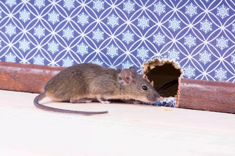 mice infestation