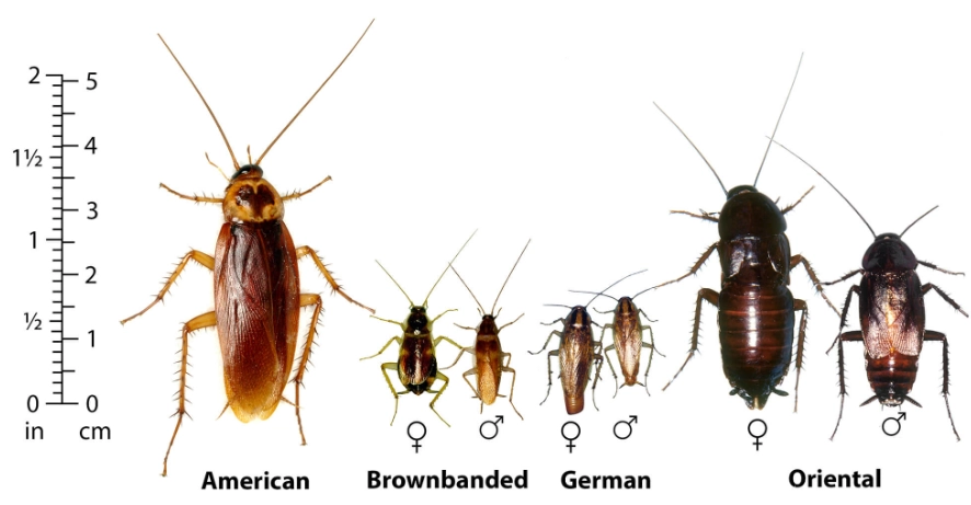 types of cockroaches